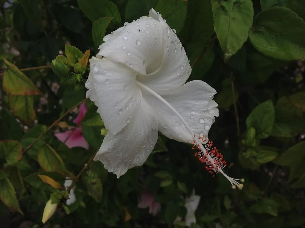Palm Paradise Guest House And Apartments Derricks Barbados